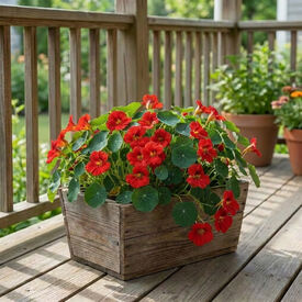 Empress of India Dwarf, Nasturtium Seeds